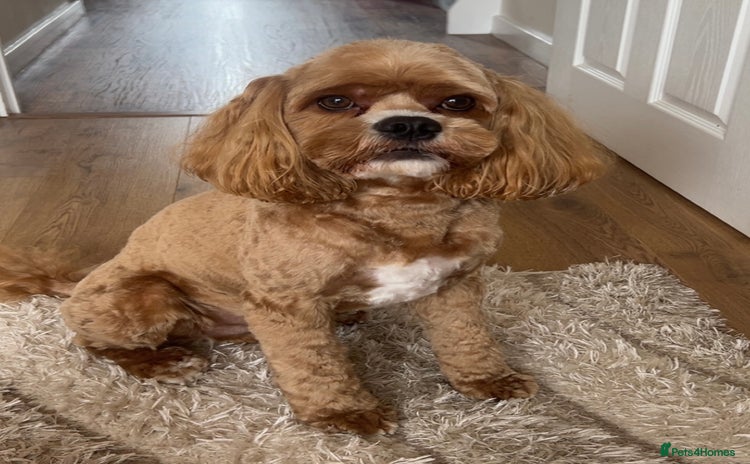 Cockapoo dogs in Barnsley - Advert 10