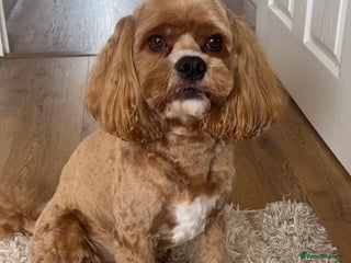 Cockapoo dogs in Barnsley - Advert 28
