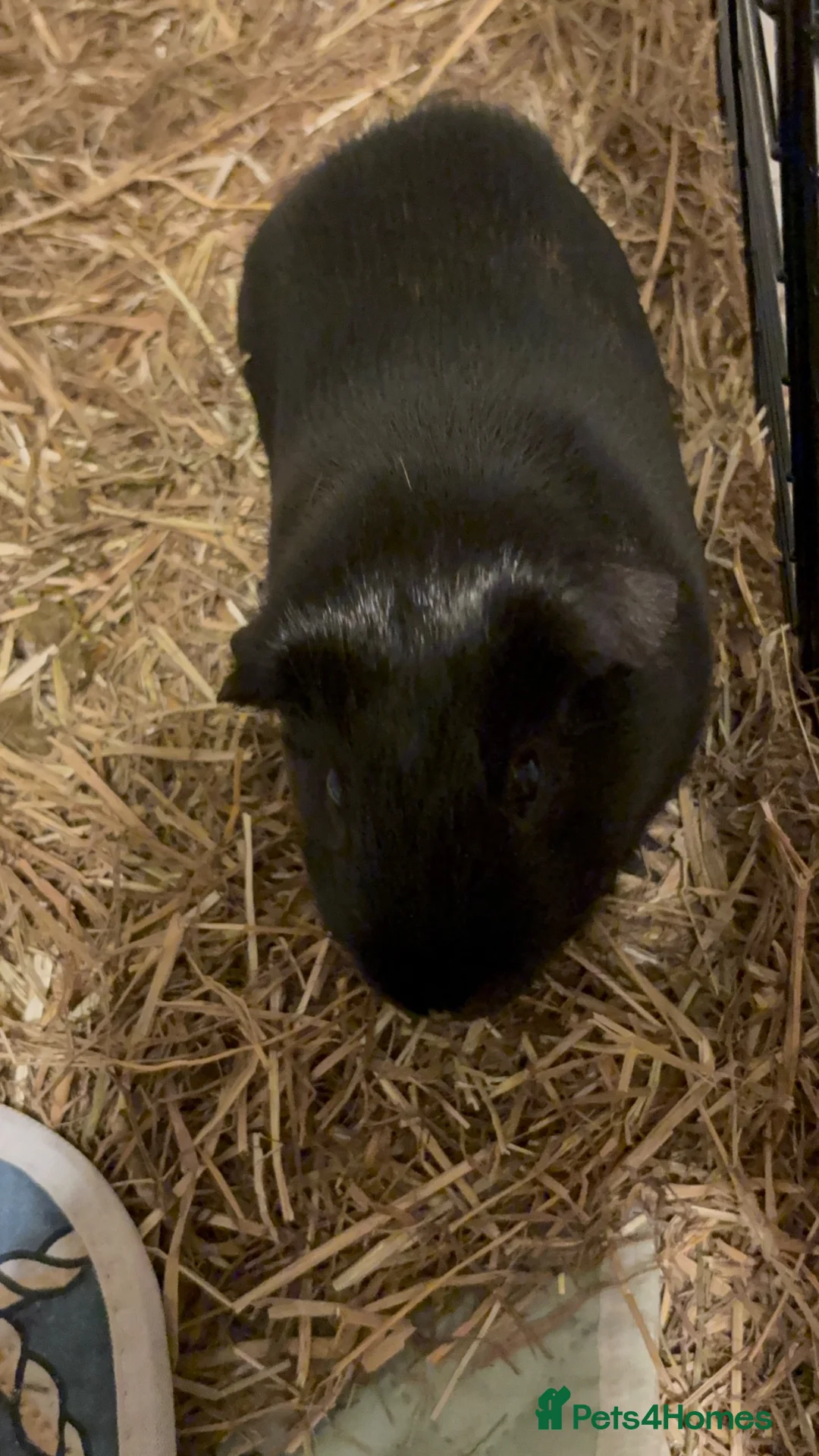 Guinea Pig rodents for sale: Obi - Loving Male Guinea Pig in Brierley Hill - Advert 2