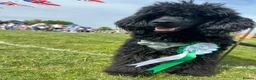 Miniature Poodle dogs for sale: Miniature poodles 1 male 1 female  - Advert 2