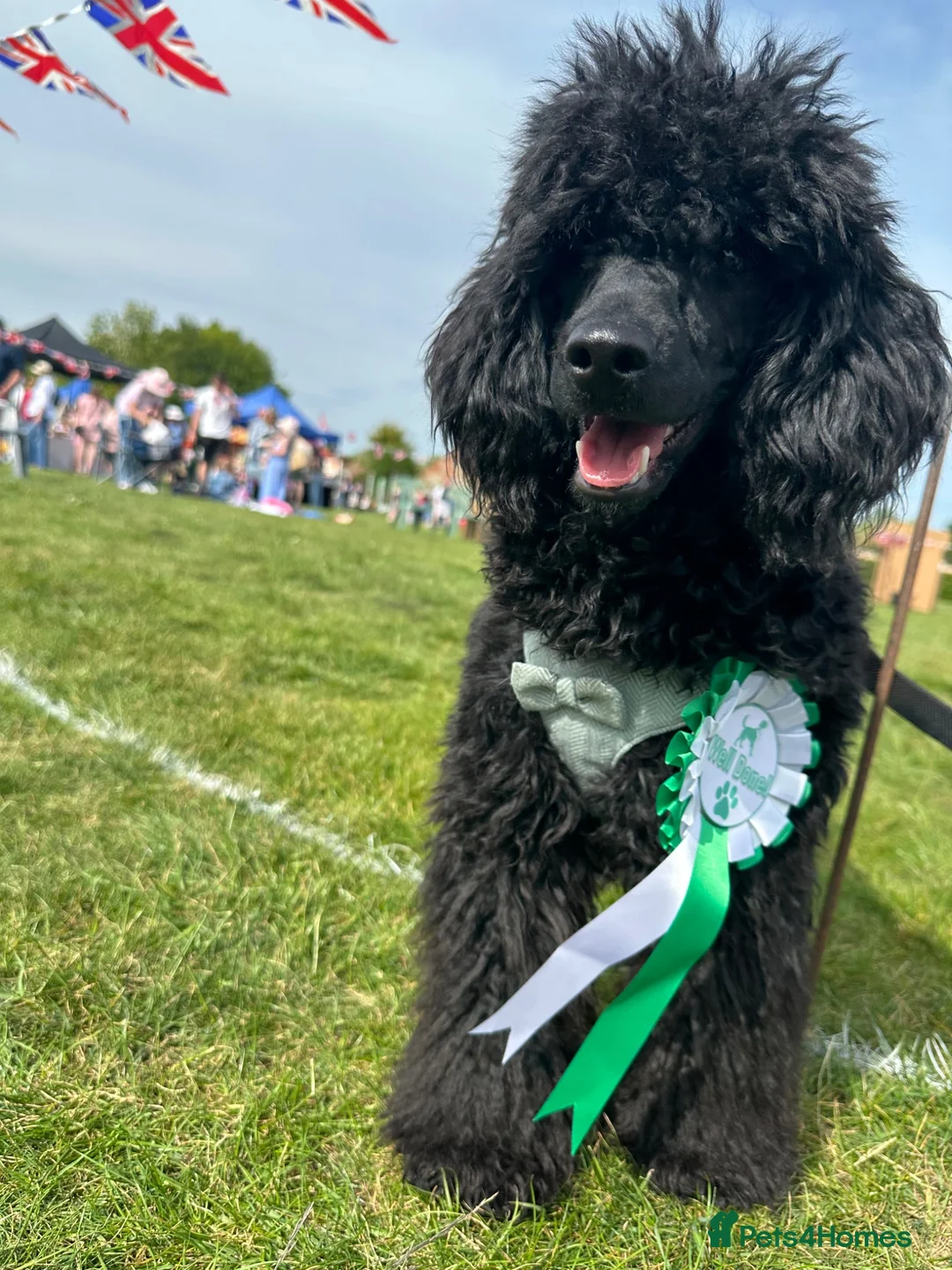 Miniature Poodle dogs for sale: Miniature poodles 1 male 1 female  - Advert 2