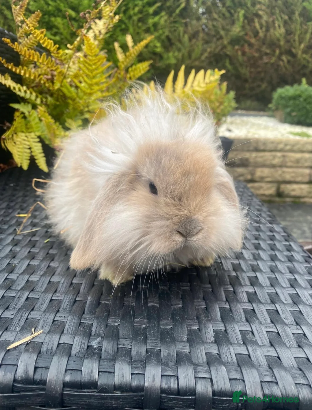 Mini Lop rabbits for sale: Gorgeous minilops for sale  - Advert 12