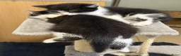 Mixed Breed cats for sale: BBSH mixed breed kitten black white boy - Advert 4