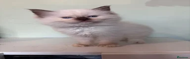 Draco