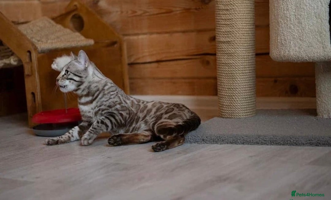 Bengal cats for sale: 🩶 IMPORTED SILVER MINK MALE 🩶 - Advert 9