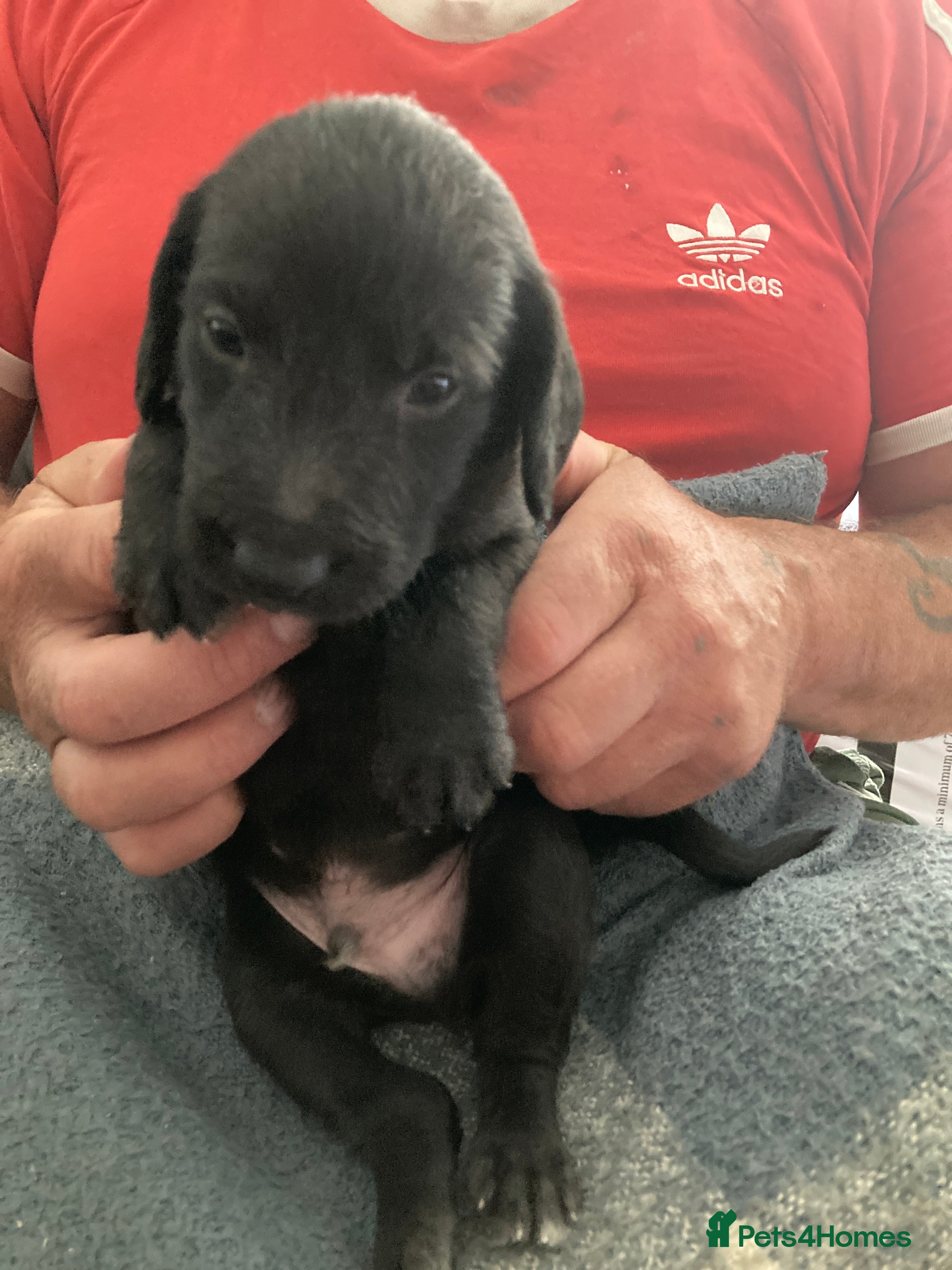 Mixed Breed dogs Working Bedlington terrier x whippet pups - Advert 2