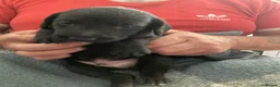 Mixed Breed dogs for sale: Working Bedlington terrier x whippet pups - Advert 2