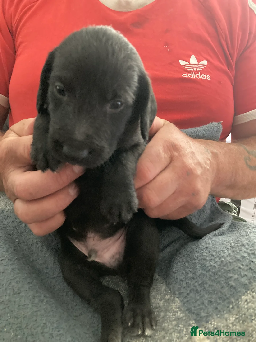 Mixed Breed dogs for sale: Working Bedlington terrier x whippet pups - Advert 2