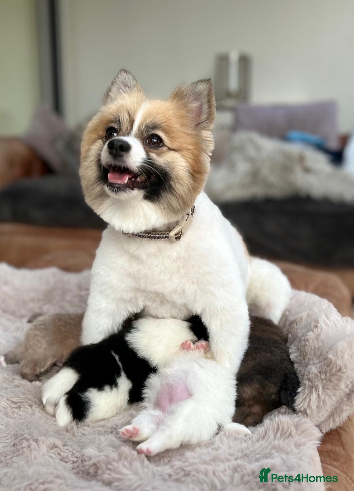Pomeranian dogs KC Reg Pomeranian Pups - Advert 1