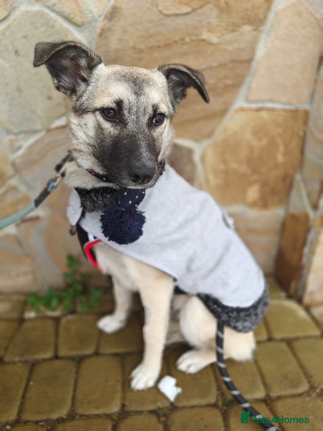 Mixed Breed dogs for adoption: ❤️TILLY -gentle, and affectionate pup❤️ - Advert 5