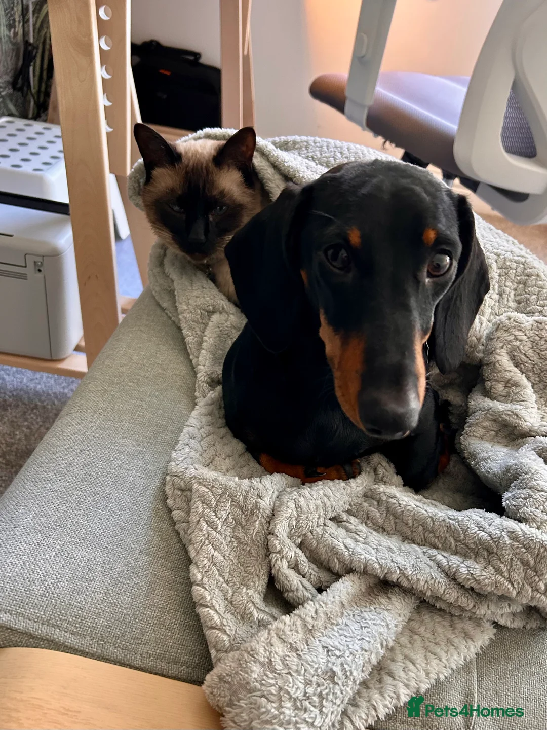 Dachshund dogs for sale: Loving Home Wanted for a Very Special Dog - Advert 5