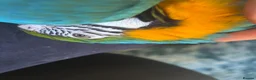 Macaws birds for sale: Macaw blue & gold  - Advert 2
