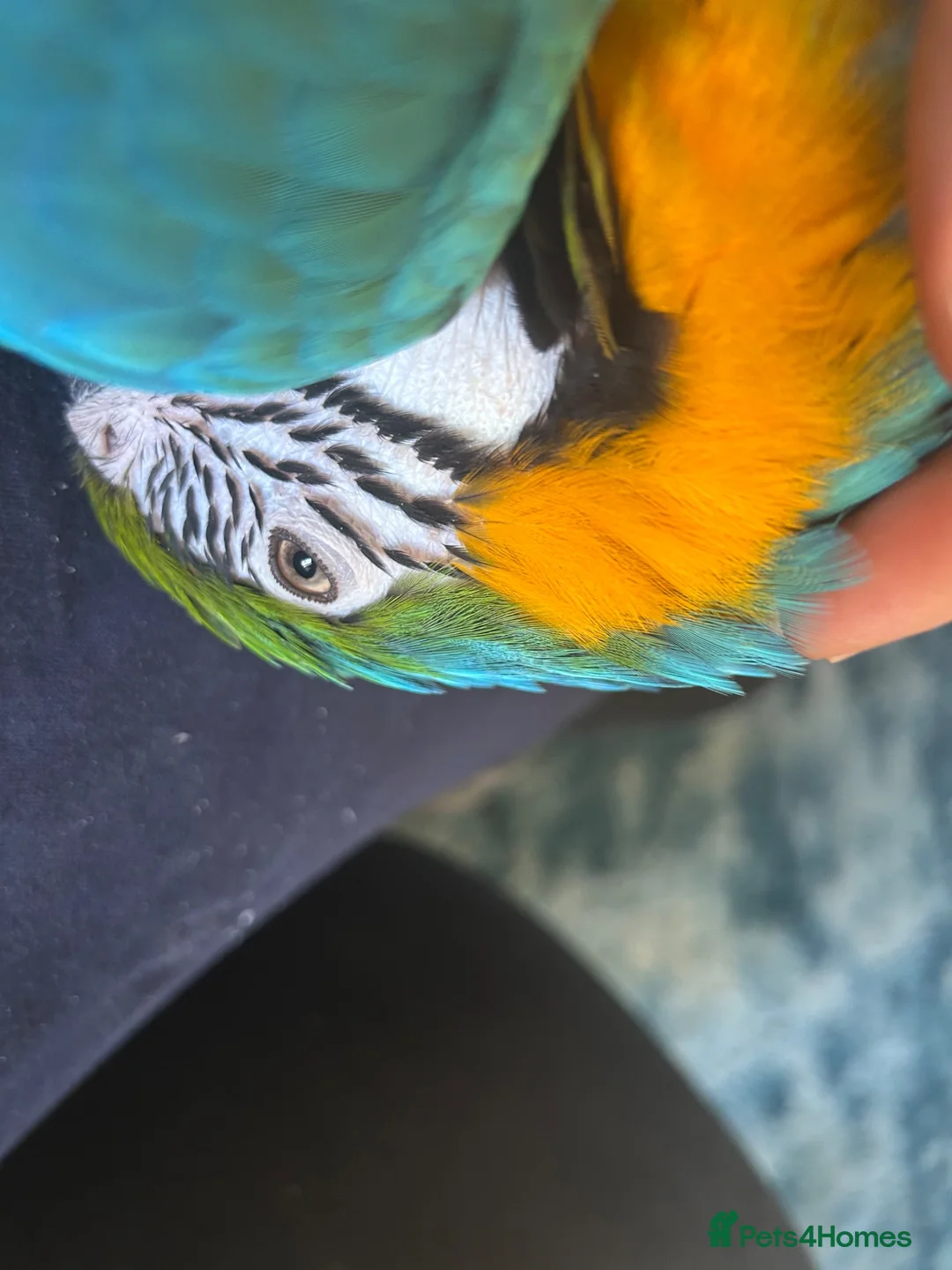 Macaws birds for sale: Macaw blue & gold  - Advert 2