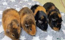 Guinea Pig rodents for sale: Pairs of Sows - Happy, Healthy, Friendly Sows - Image 13