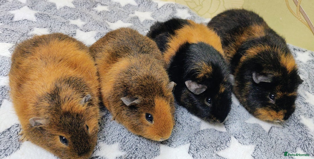 Guinea Pig rodents for sale: Pairs of Sows - Happy, Healthy, Friendly Sows - Image 13