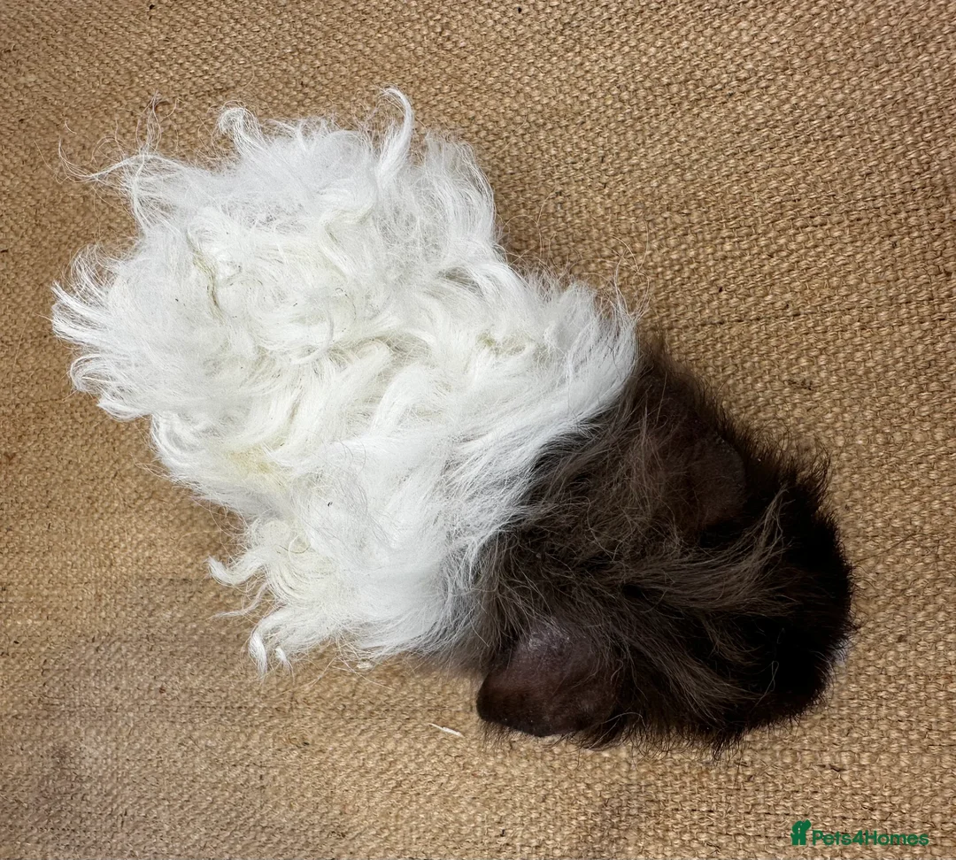 Guinea Pig rodents for sale: 2x Bonded Lunkarya Boars  - Advert 4