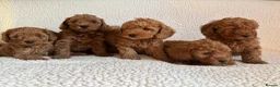 Cockapoo dogs for sale: F1b cockapoo puppies - DNA health test clear  - Advert 24