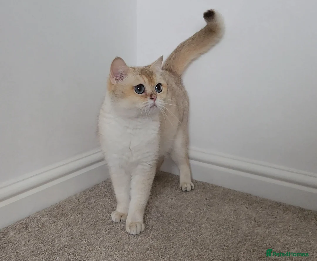British Shorthair cats for sale: Blue eyed Golden British Shorthair female & male - Advert 1