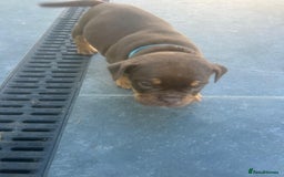 Olde English Bulldogge dogs for sale: Olde English Bulldog Puppies - Image 24
