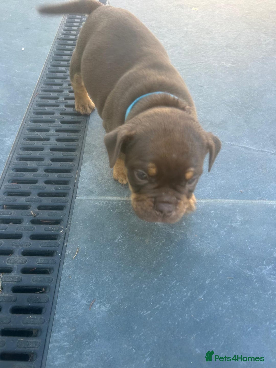 Olde English Bulldogge dogs for sale: Olde English Bulldog Puppies - Image 24