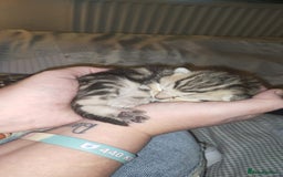 Mixed Breed cats for sale: 🐅Gorgeous Tabby/SavannahX🐆 - Image 4