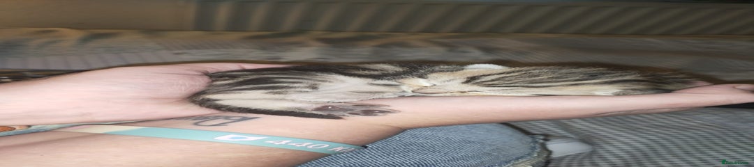 Mixed Breed Kitten 5