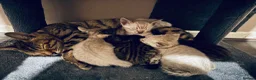 Bengal cats for sale: Silver, Snow Lynx & Brown Rosette Bengals in Crawley - Advert 6