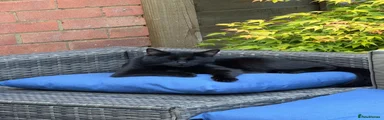 Domestic Shorthair 1