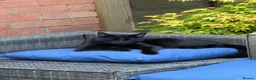 Domestic Shorthair cats for sale: Beautiful Black Cat for Rehoming - Advert 2