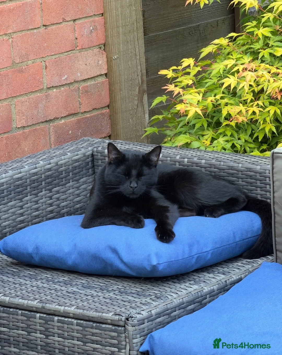 Domestic Shorthair cats for sale: Beautiful Black Cat for Rehoming - Advert 2