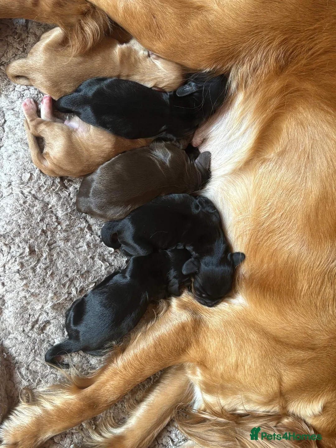 Cocker Spaniel dogs for sale: Gorgeous Tri-Colour Cocker Spaniel Puppy - Advert 5
