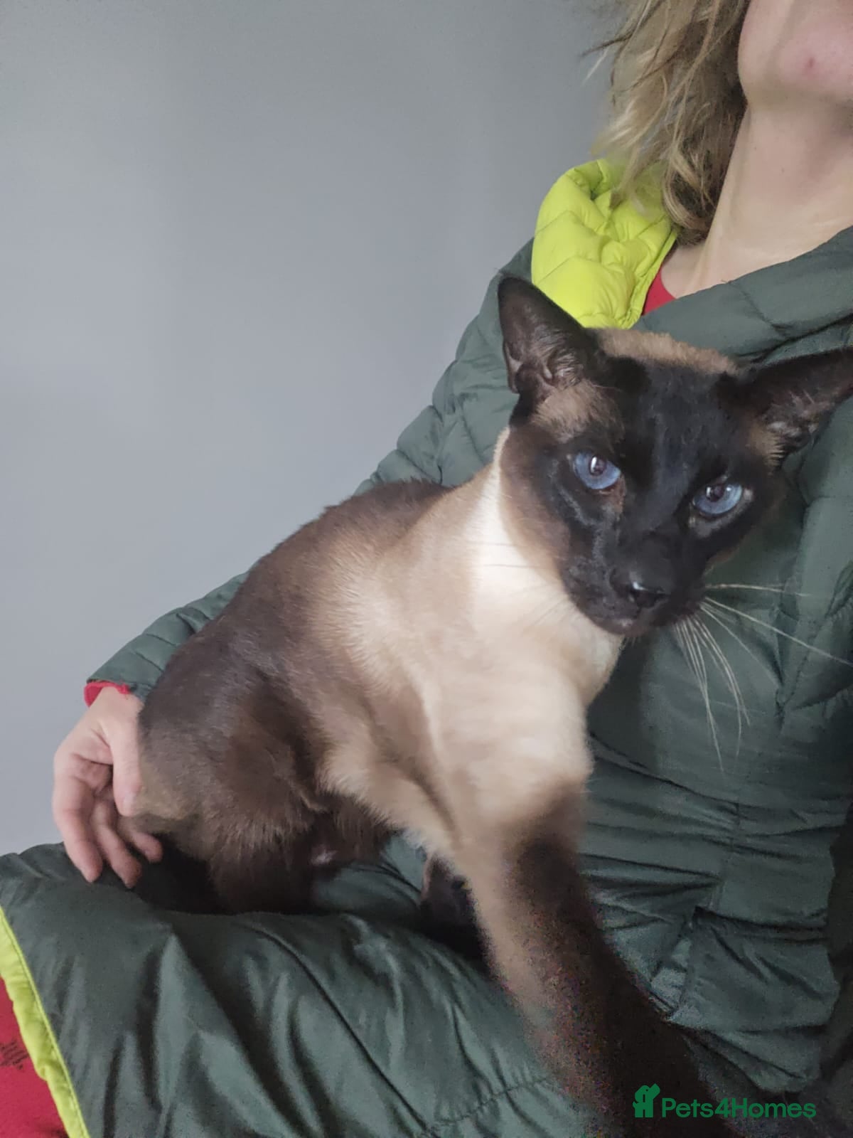 Siamese cats Sad rehome - Advert 1