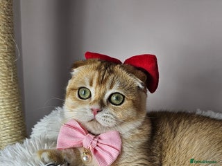 Scottish Fold cats - Advert 7