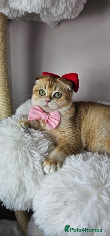 Scottish Fold cats - Advert 14