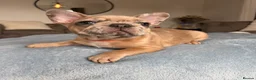 French Bulldog dogs for sale: Ready to go! 3 french bulldog puppies left - Advert 15