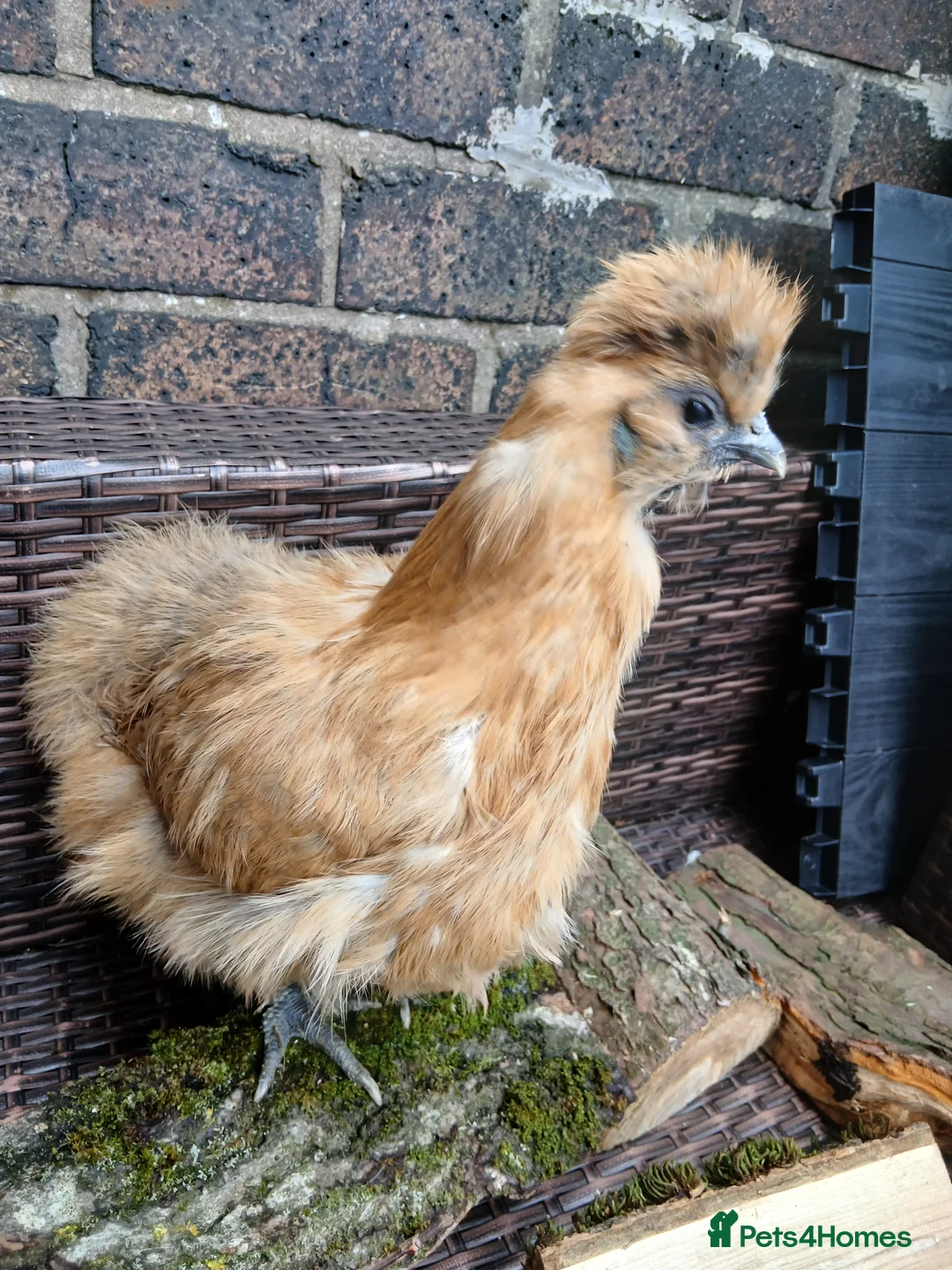 Chickens poultry for sale: Silkie bantam hen - Advert 2