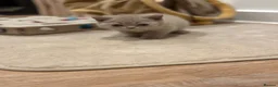 British Shorthair cats for sale: Luxury British Shorthair Kittens–Beautiful Lilac🤍 - Advert 11