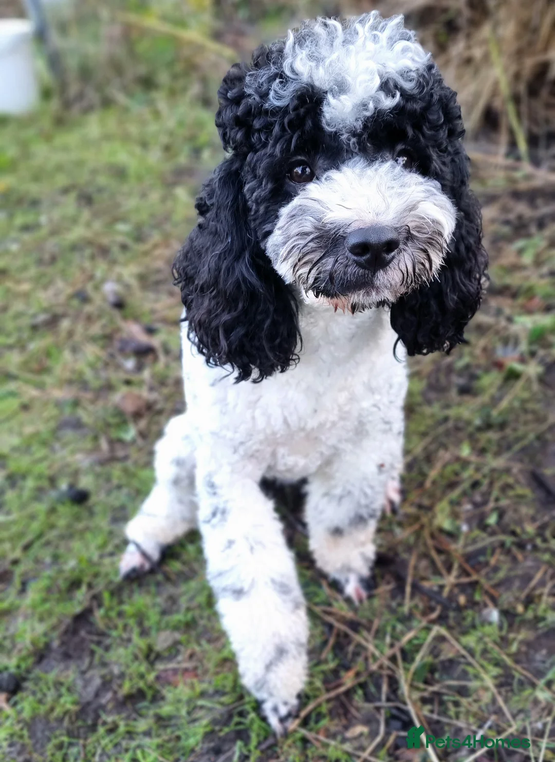 Miniature Poodle dogs for stud: Gorgeous Parti Miniature Poodle - Advert 15