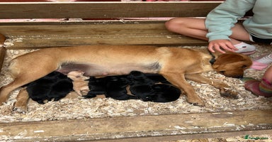 Labrador Retriever dogs - Advert 13