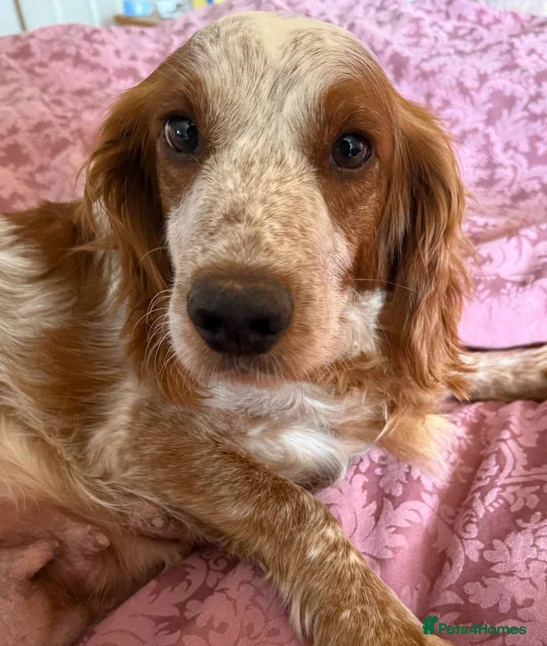 Cockapoo dogs for sale: stunning litter, 3 genratns of my breeding behind  - Advert 1