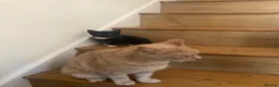 Mixed Breed cats for sale: Gorgeous kittens - Advert 10