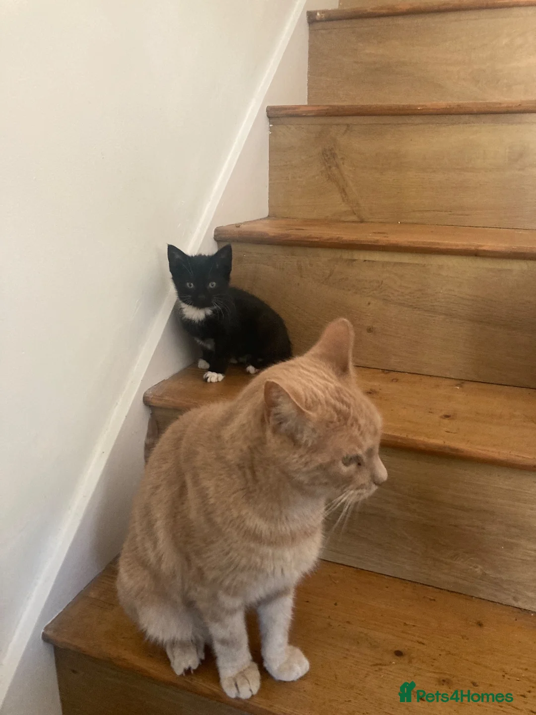 Mixed Breed cats for sale: Gorgeous kittens - Advert 10