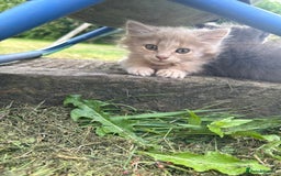 Mixed Breed cats for sale: Beautiful long haired kittens - Image 1