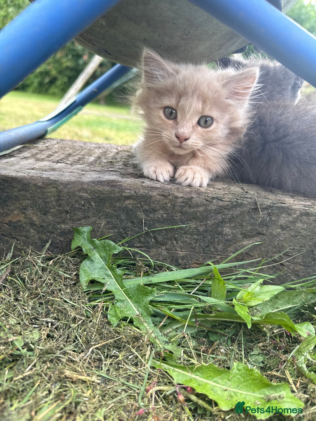 Mixed Breed cats for sale: Beautiful long haired kittens - Image 1