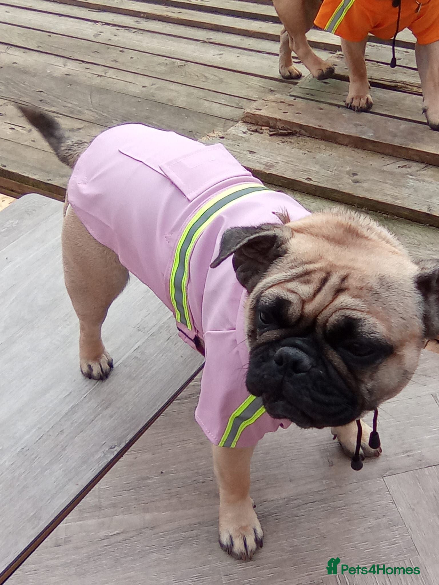 Frug dogs Dave  - Advert 1