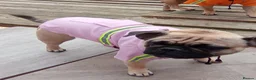 Frug dogs for sale: Dave  in Billericay - Advert 1