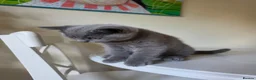 British Shorthair cats for sale: BBSH, GCCF : ready to leave ❤️ - Advert 2