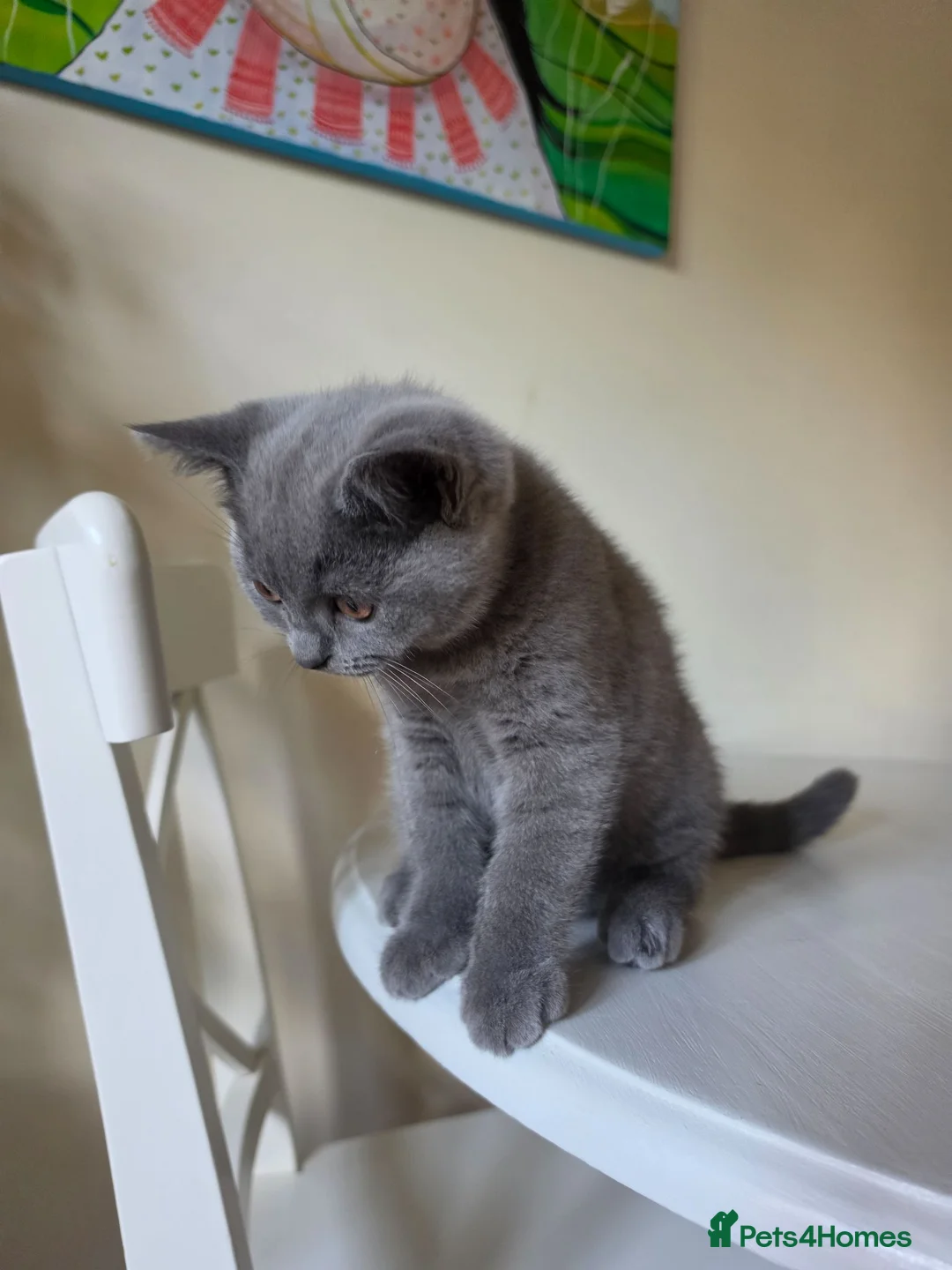 British Shorthair cats for sale: BBSH, GCCF : ready to leave ❤️ - Advert 2