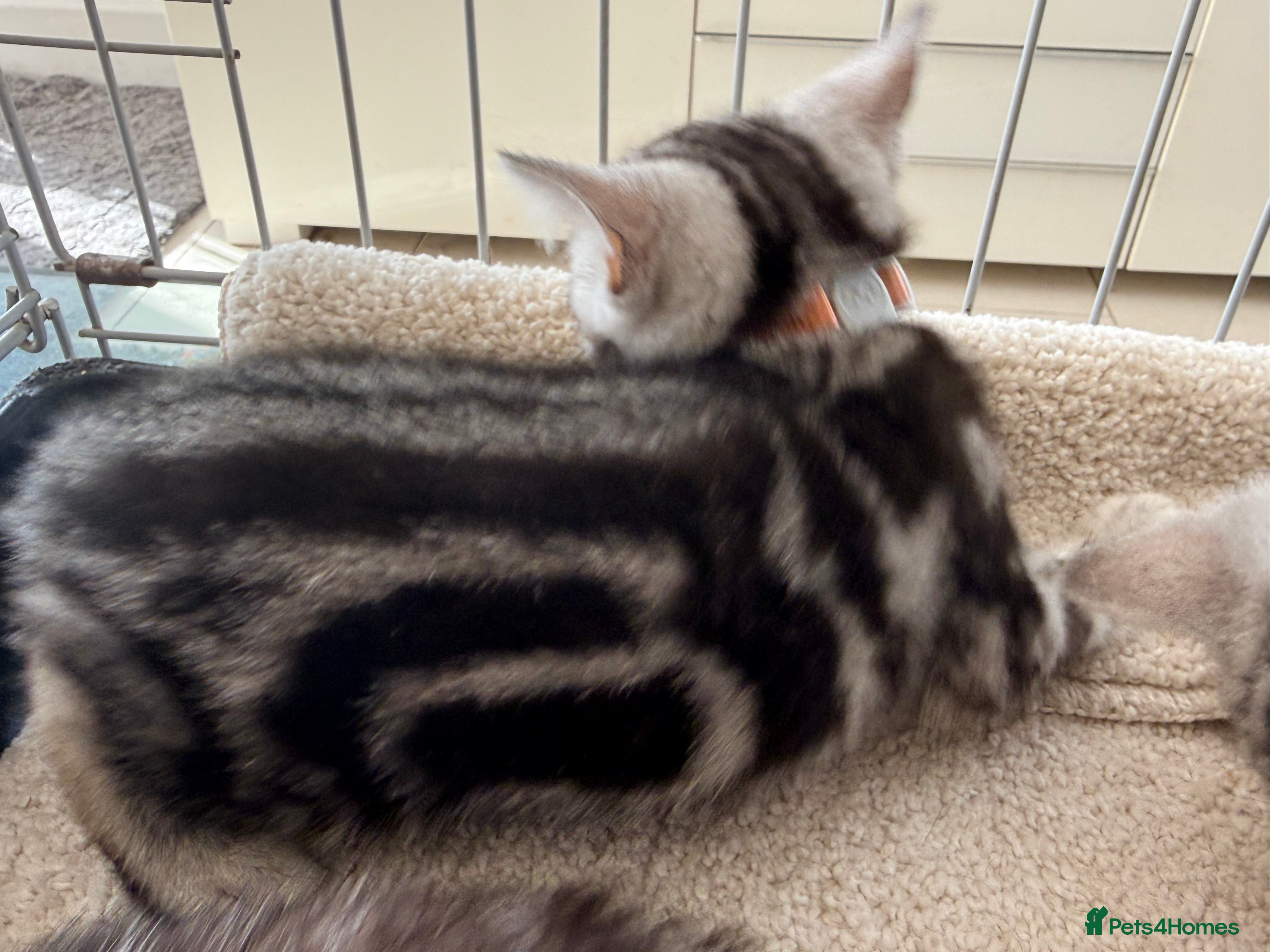 British Shorthair cats GCCF Champions Pedigree BSH Silver Tabby Kittens  - Advert 2