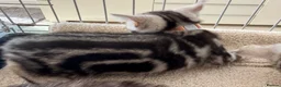 British Shorthair cats for sale: Outstanding GCCF Champion BSH Silver Tabby Kittens - Advert 30